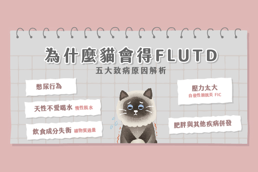 貓尿顏色、尿塊大小怎麼看，當貓咪有尿結石怎麼辦