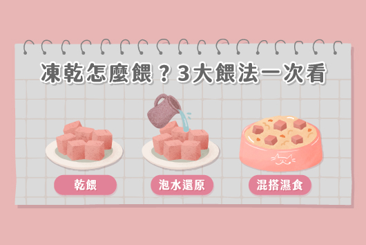 挑食貓