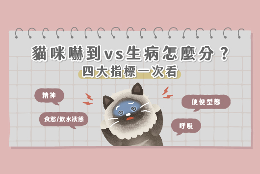 貓嚇到