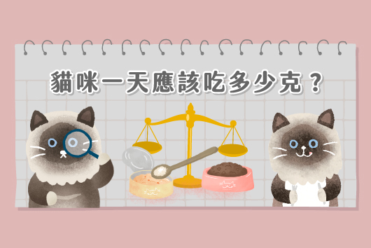 貓咪一天吃多少克？