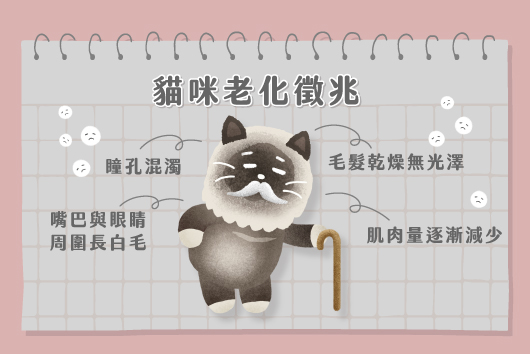 老貓照顧