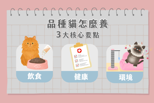 品種貓怎麼養