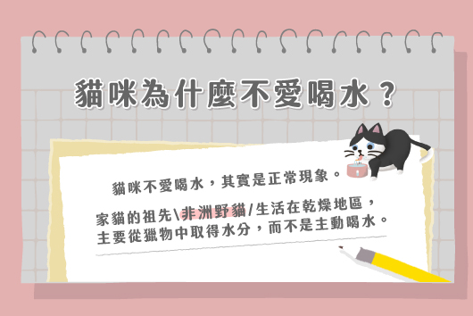 貓咪不愛喝水