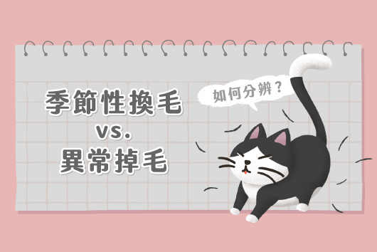 貓掉毛